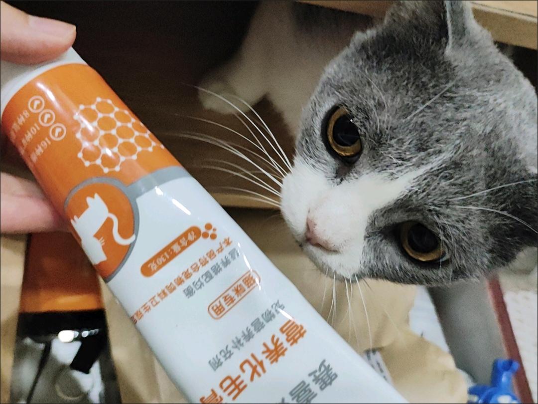 蓝猫，吊梢眼且大，下巴有蓝色毛毛，乍一看像吃惊表情包
