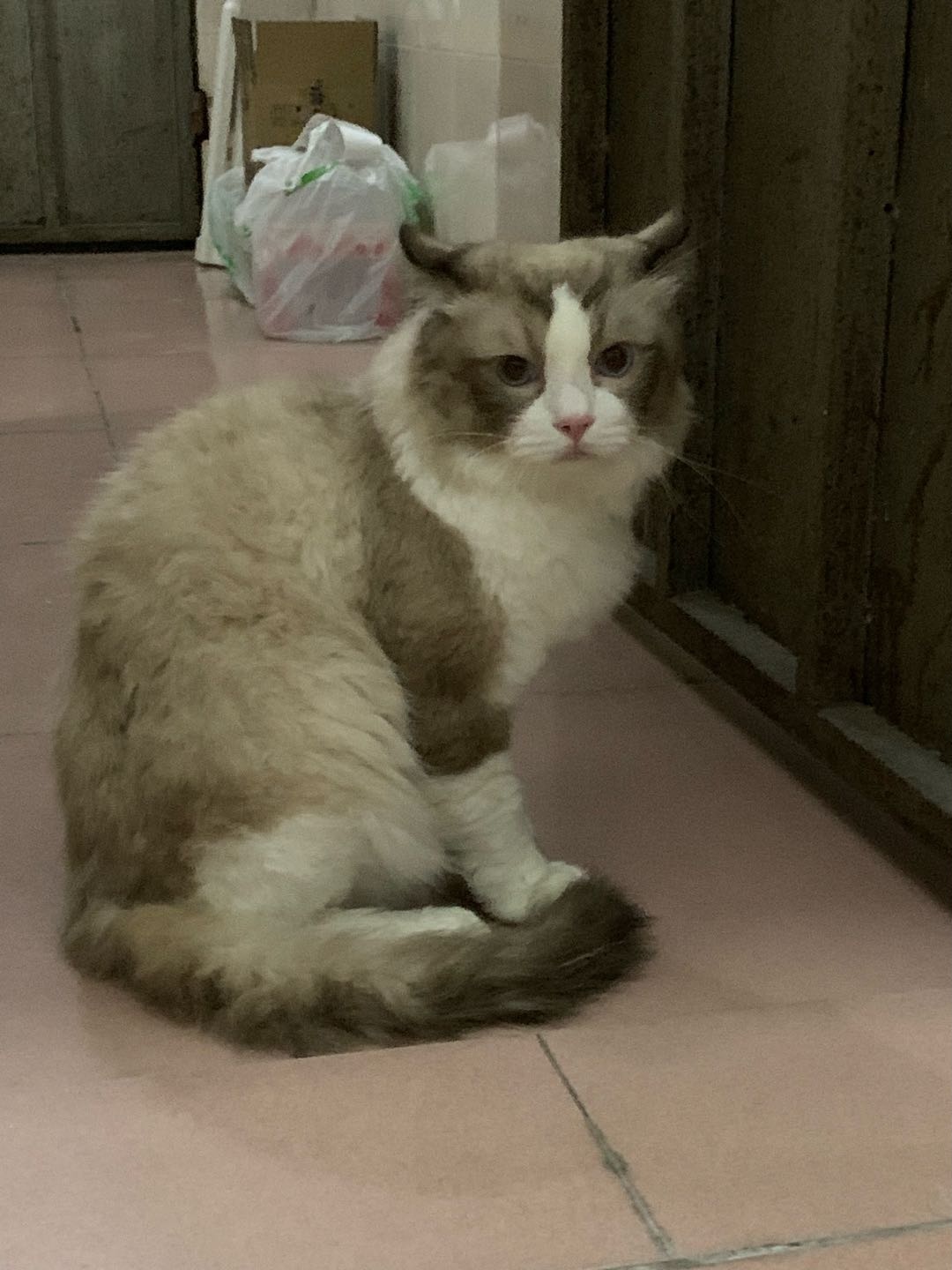 猫猫布偶猫