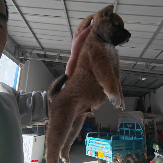 家庭繁育，包健康犬瘟细小，指导喂养。
这一窝是标体柴犬。一个多月的。吃的胖乎乎非常可爱