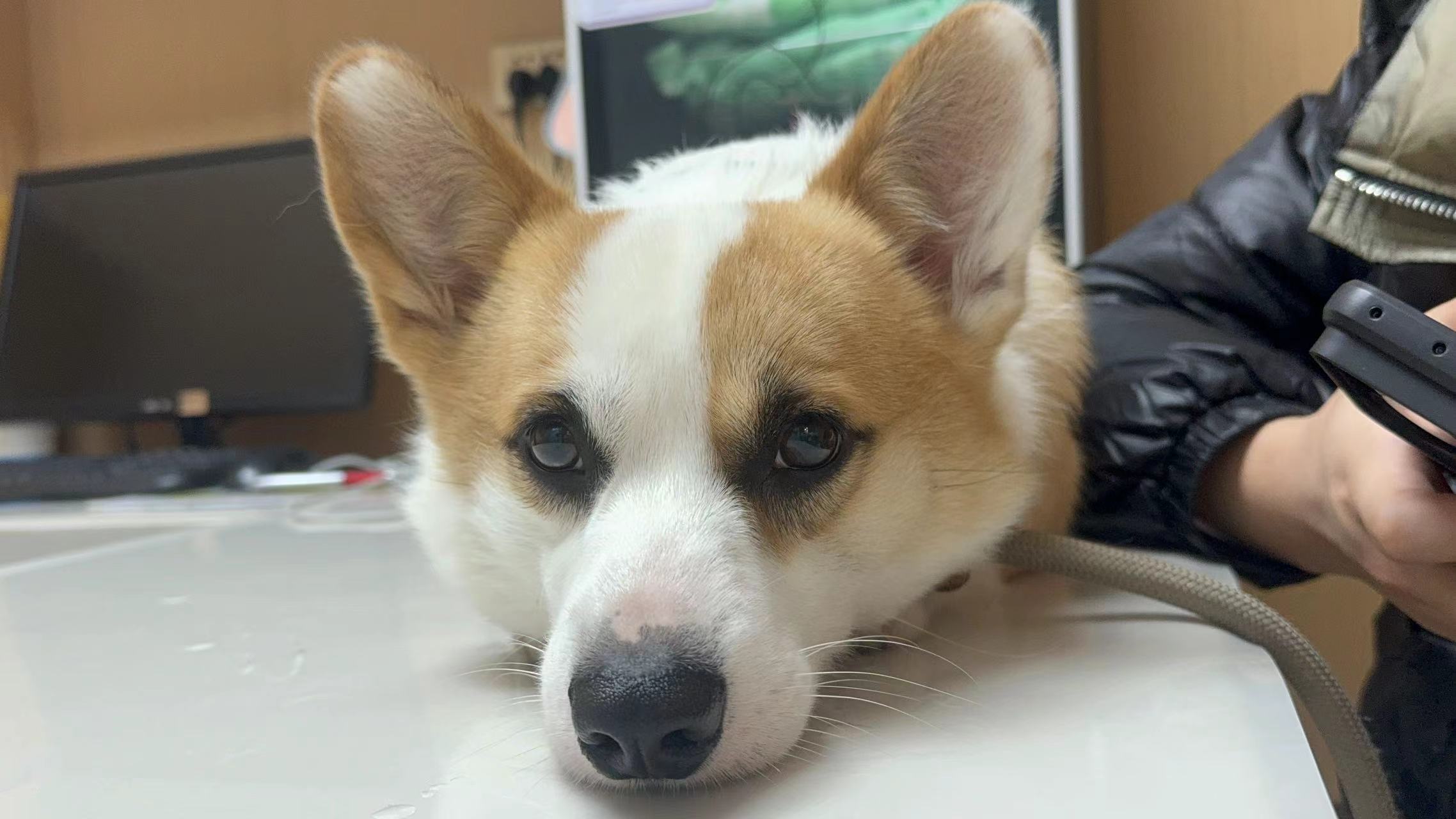萌宠档案