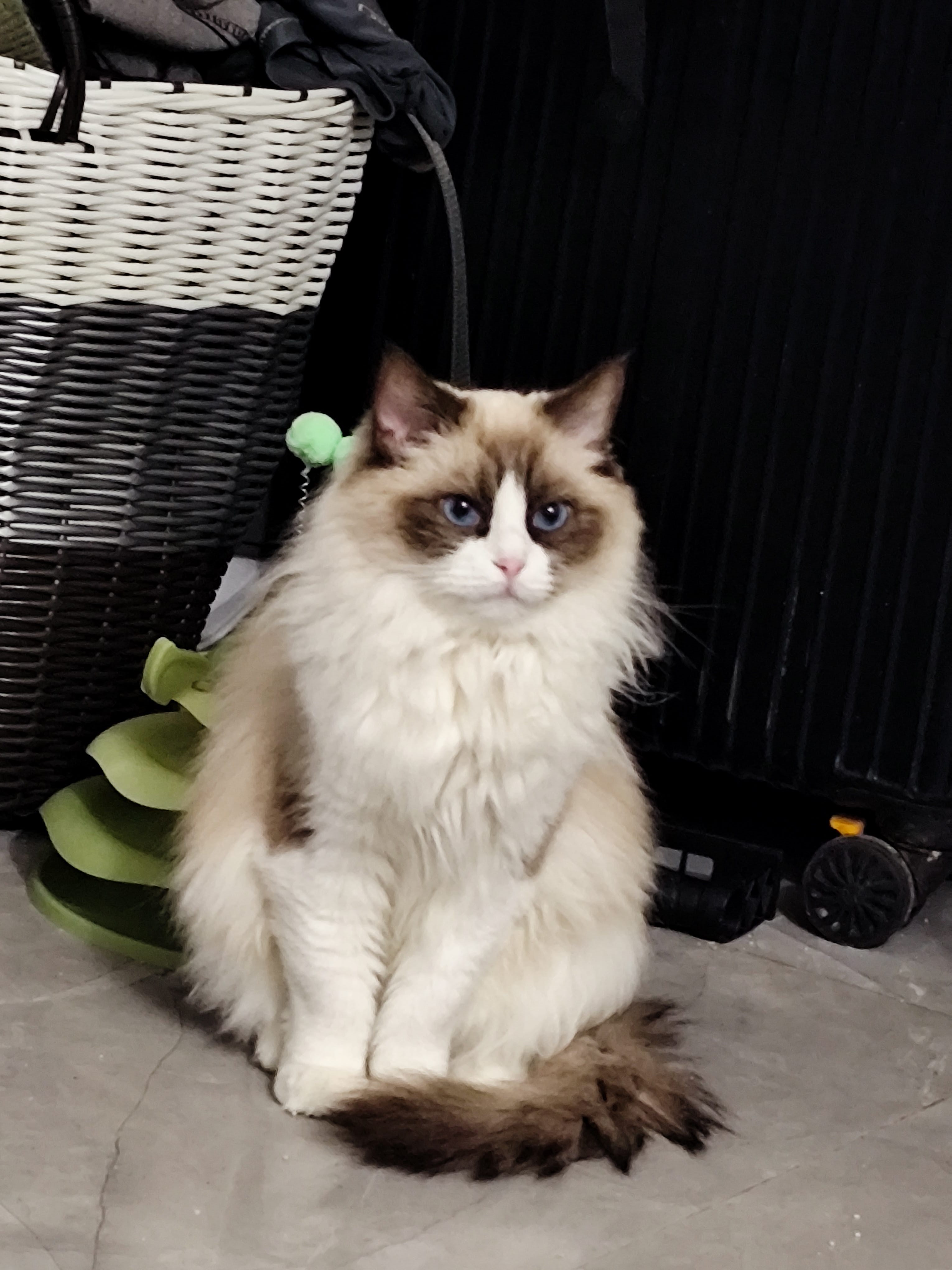 猫猫布偶猫