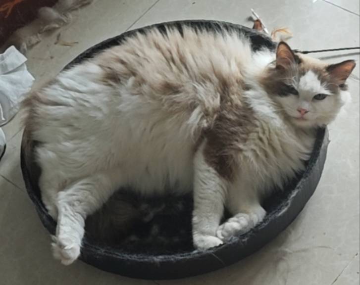 猫猫萌宠档案