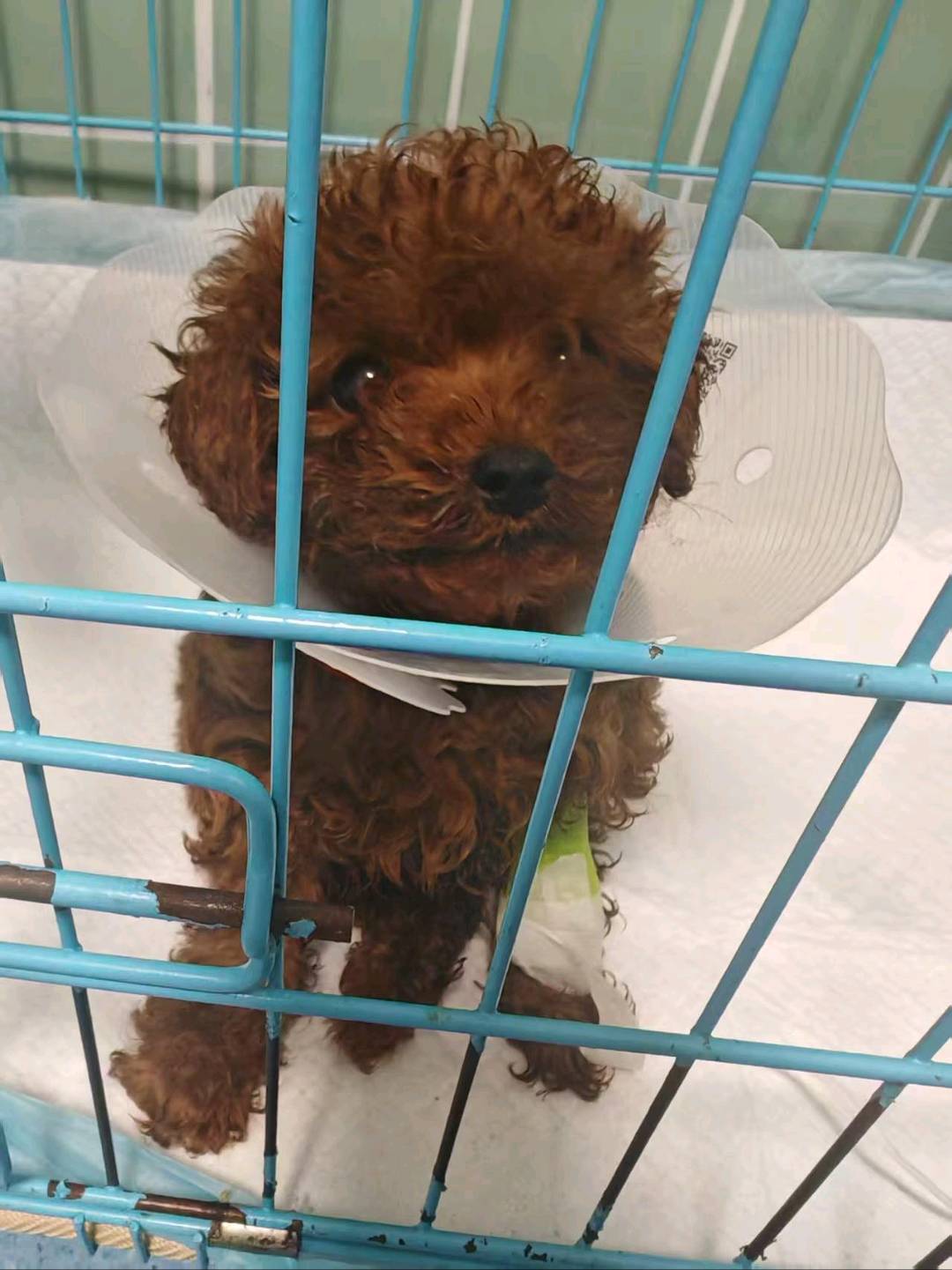 狗狗泰迪犬