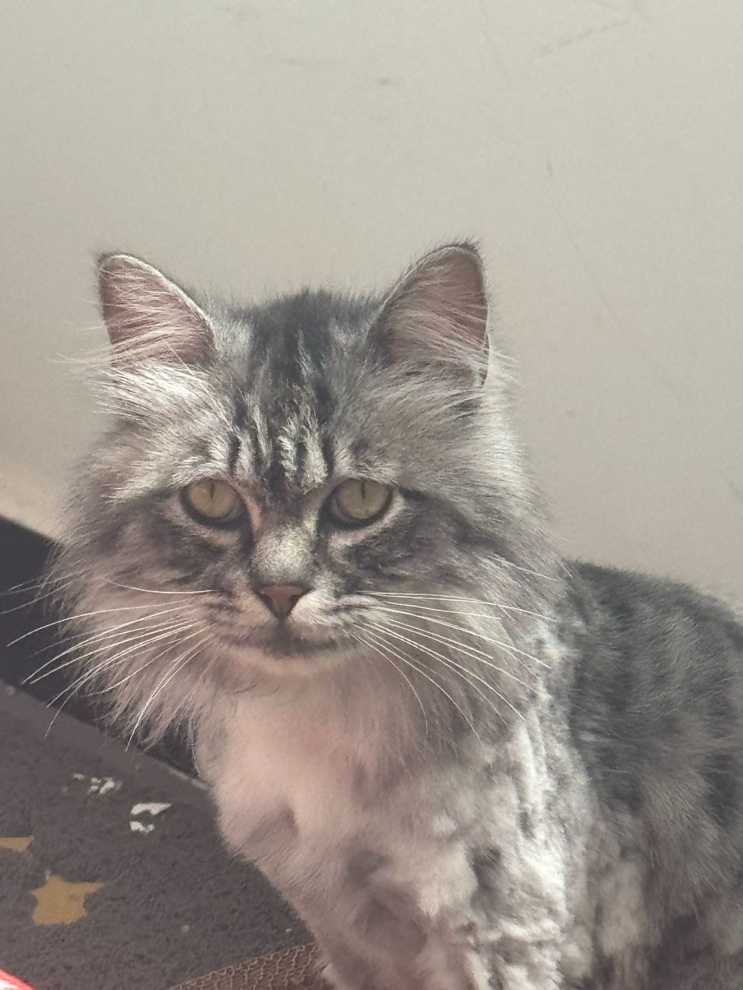 猫猫西伯利亚猫