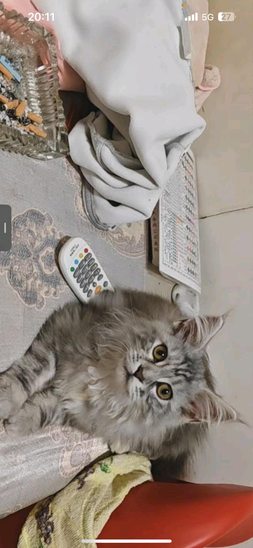 猫猫缅因猫