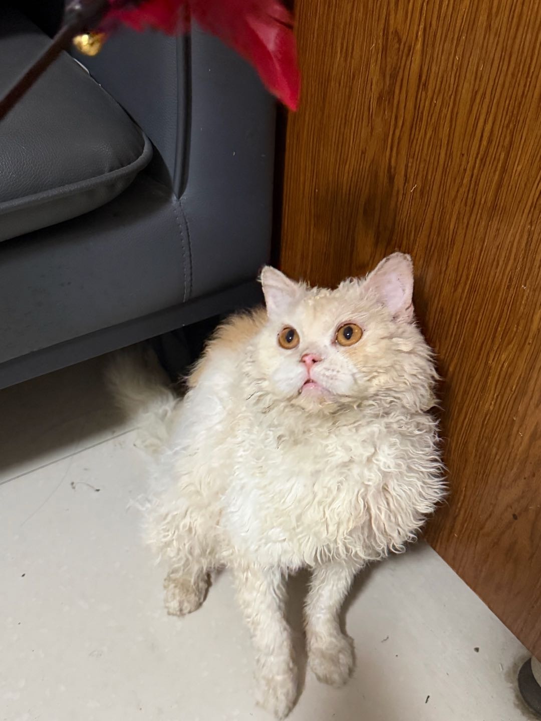 塞尔凯克卷毛猫纯合子 弟弟 已绝育 有要的私我