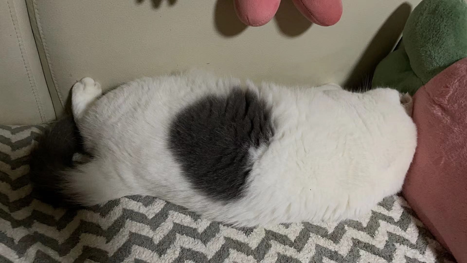 上海可上门喂猫遛狗，8年养宠物经验，可实时视频