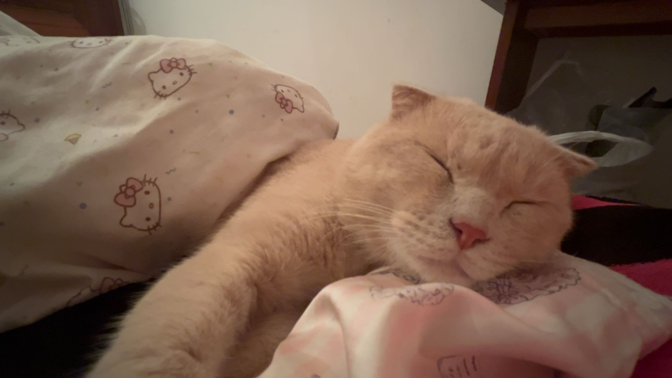 猫猫萌宠档案