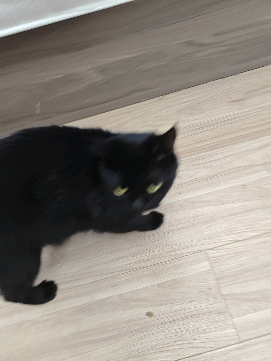 猫猫其它