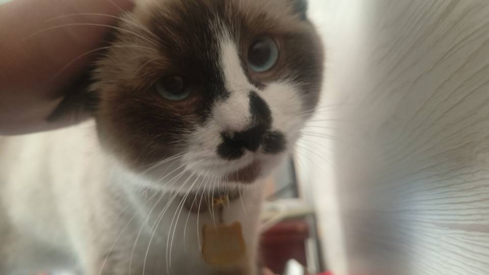 猫猫萌宠档案