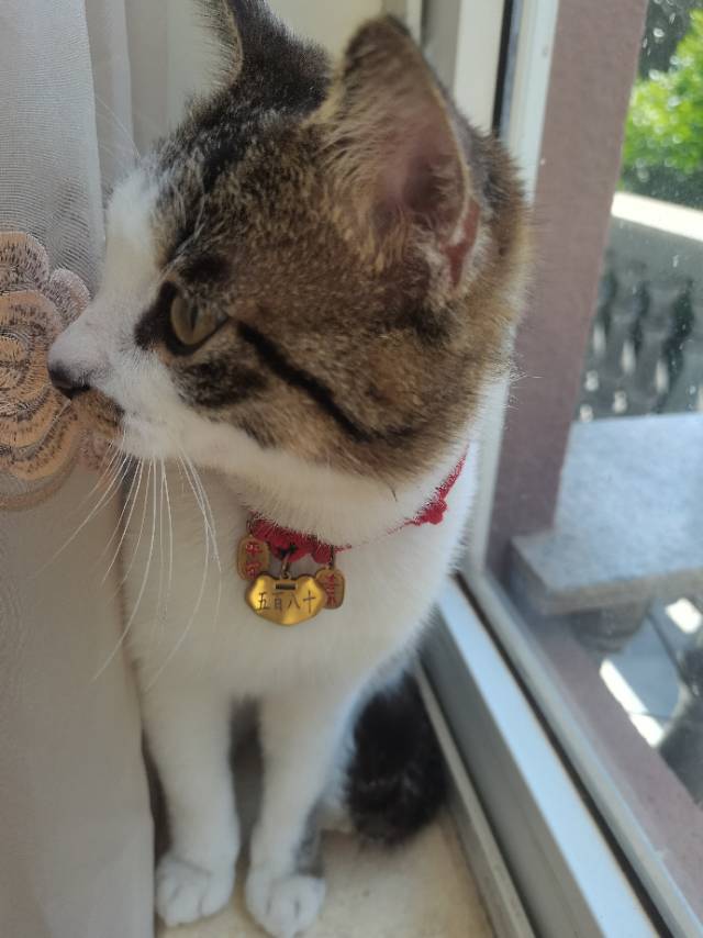 因为**跑出去的母猫，八斤重，胆子比较小，可能躲在车底下或者草丛底下等小角落，脖子上带着项圈，上面刻了名字，如有发现请拨…