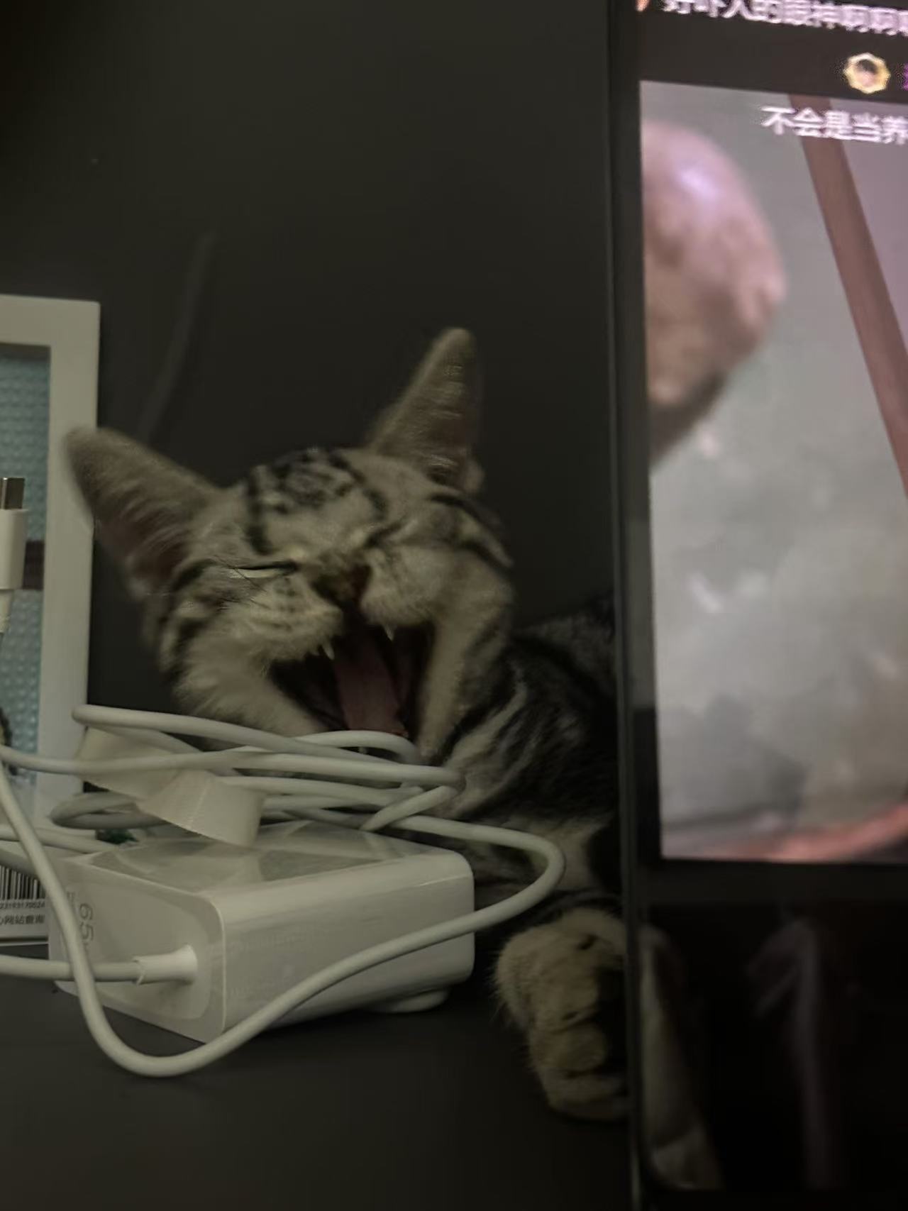 猫猫其它