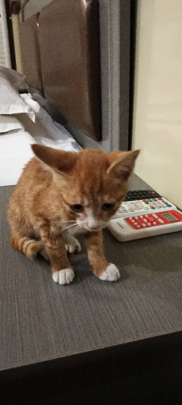 猫猫萌宠档案