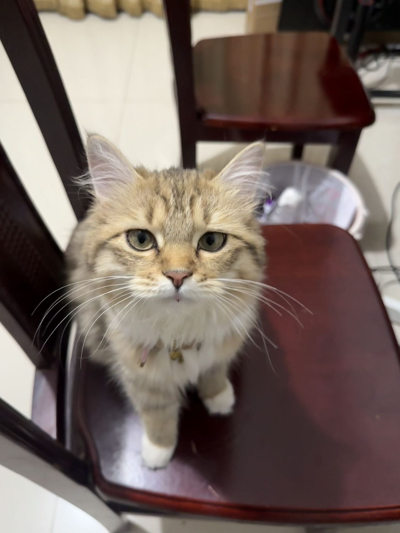 猫猫萌宠档案