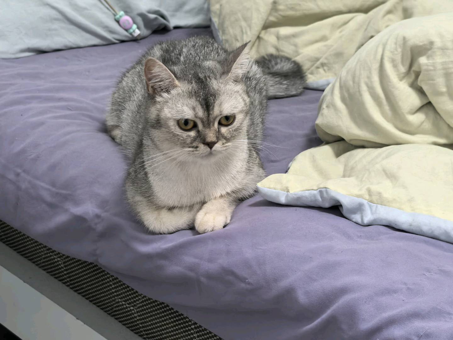 猫猫其它