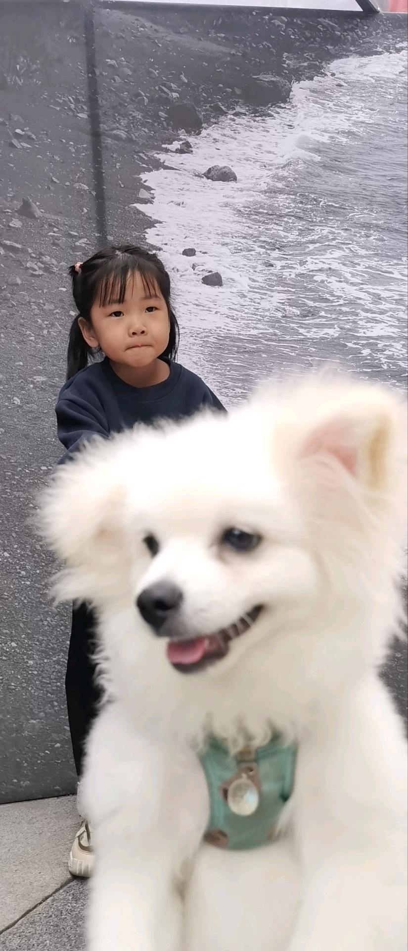 萌宠档案
