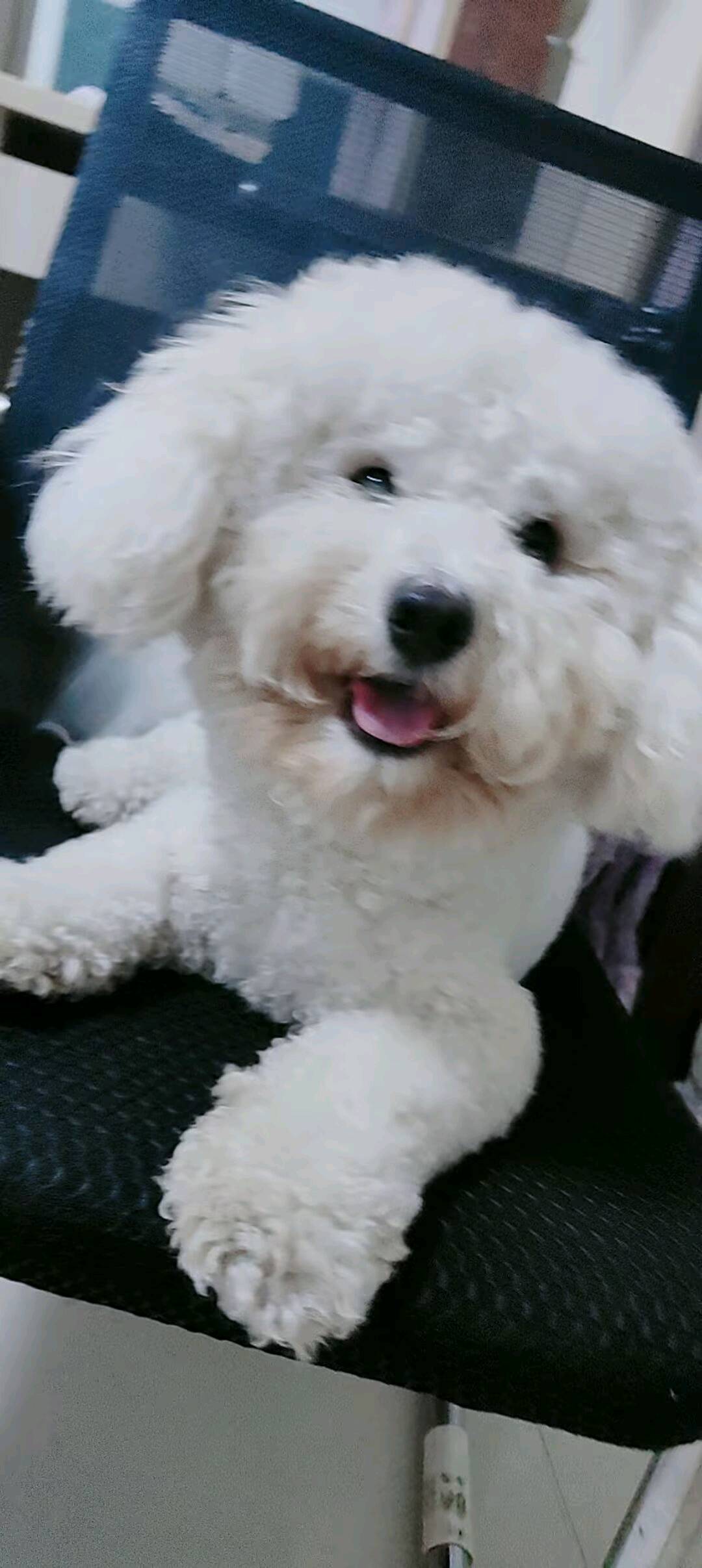 狗狗比熊犬