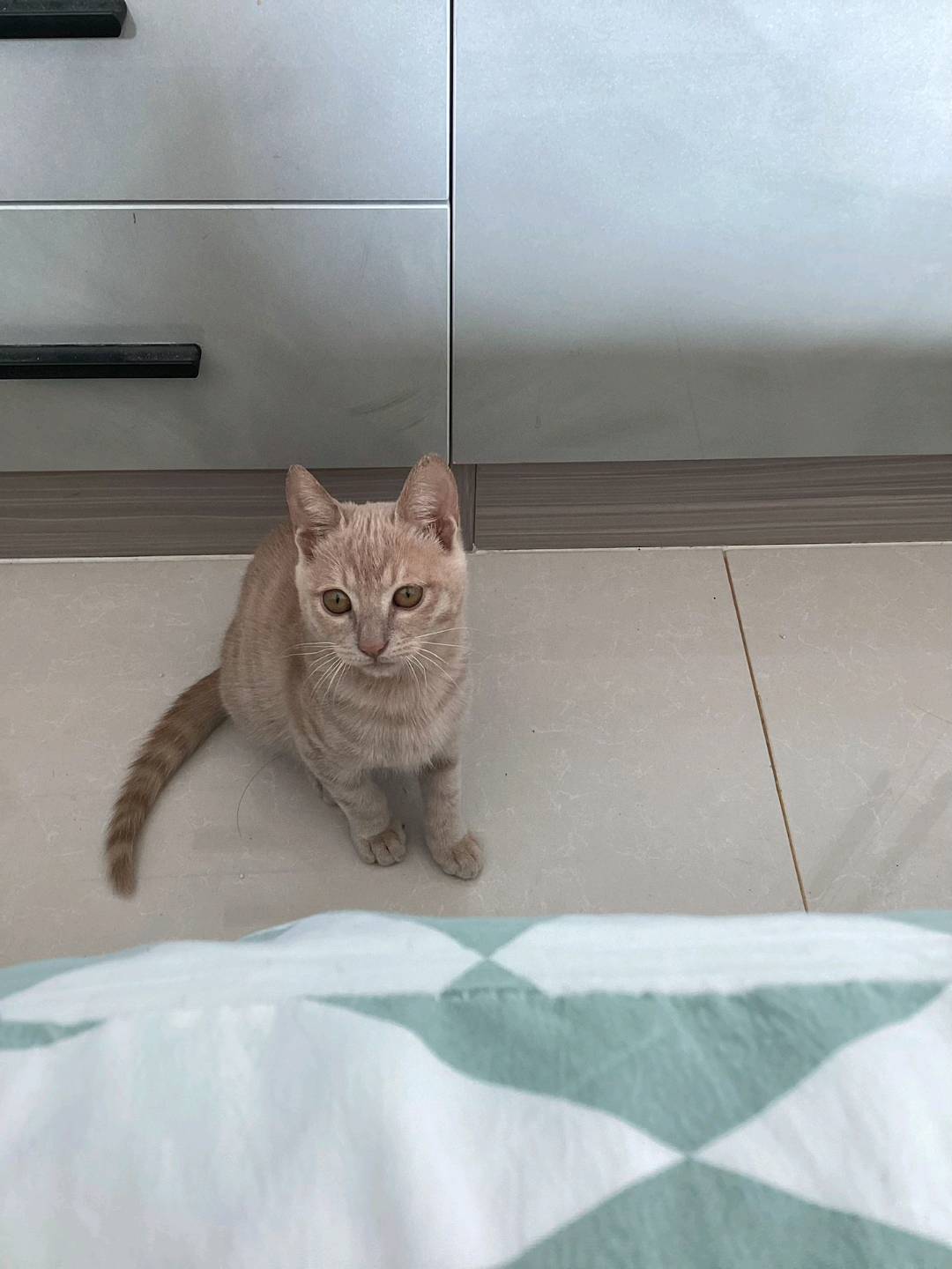 猫猫其它