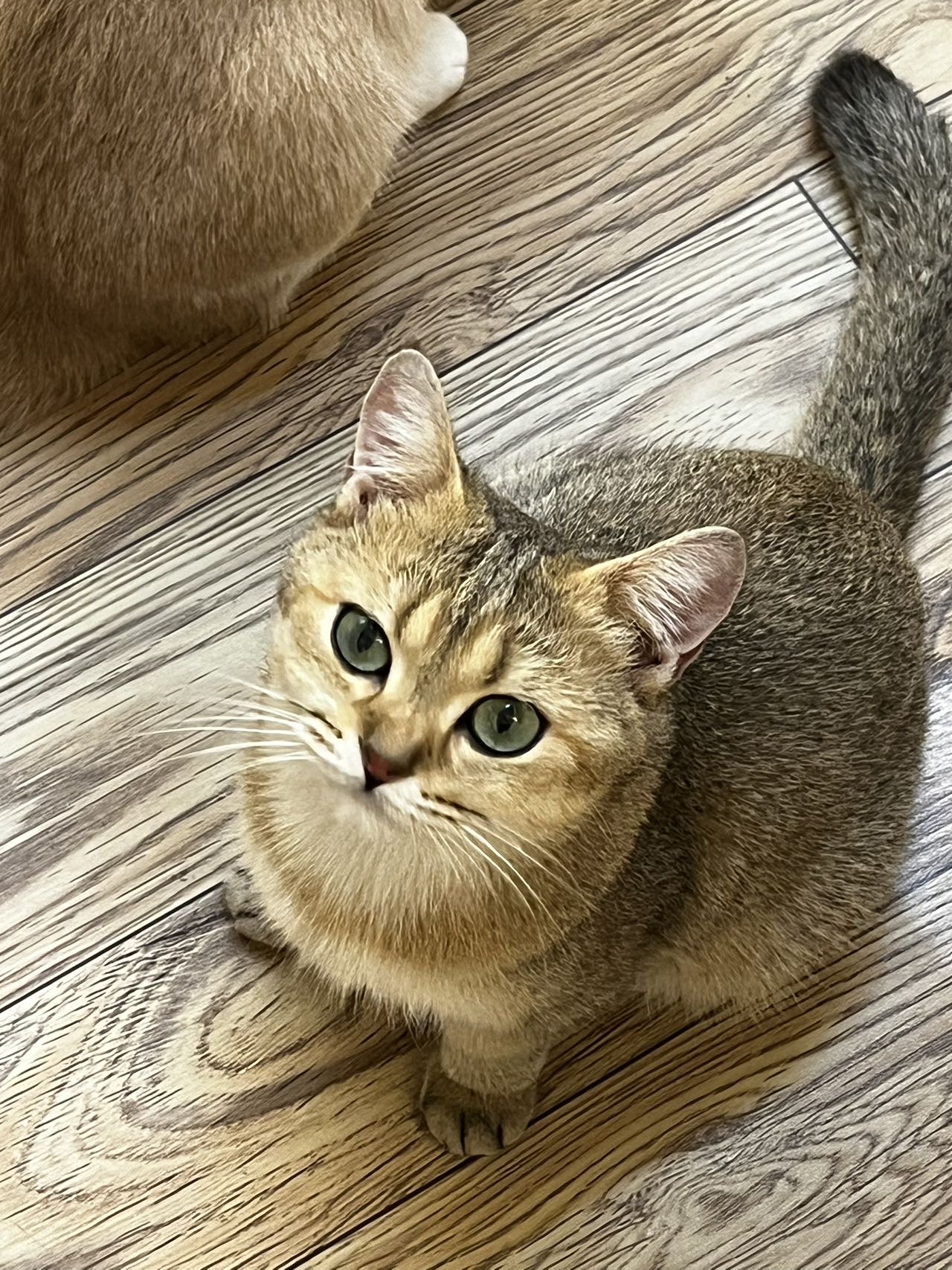 代上门喂猫猫服务 清远的 一次三十