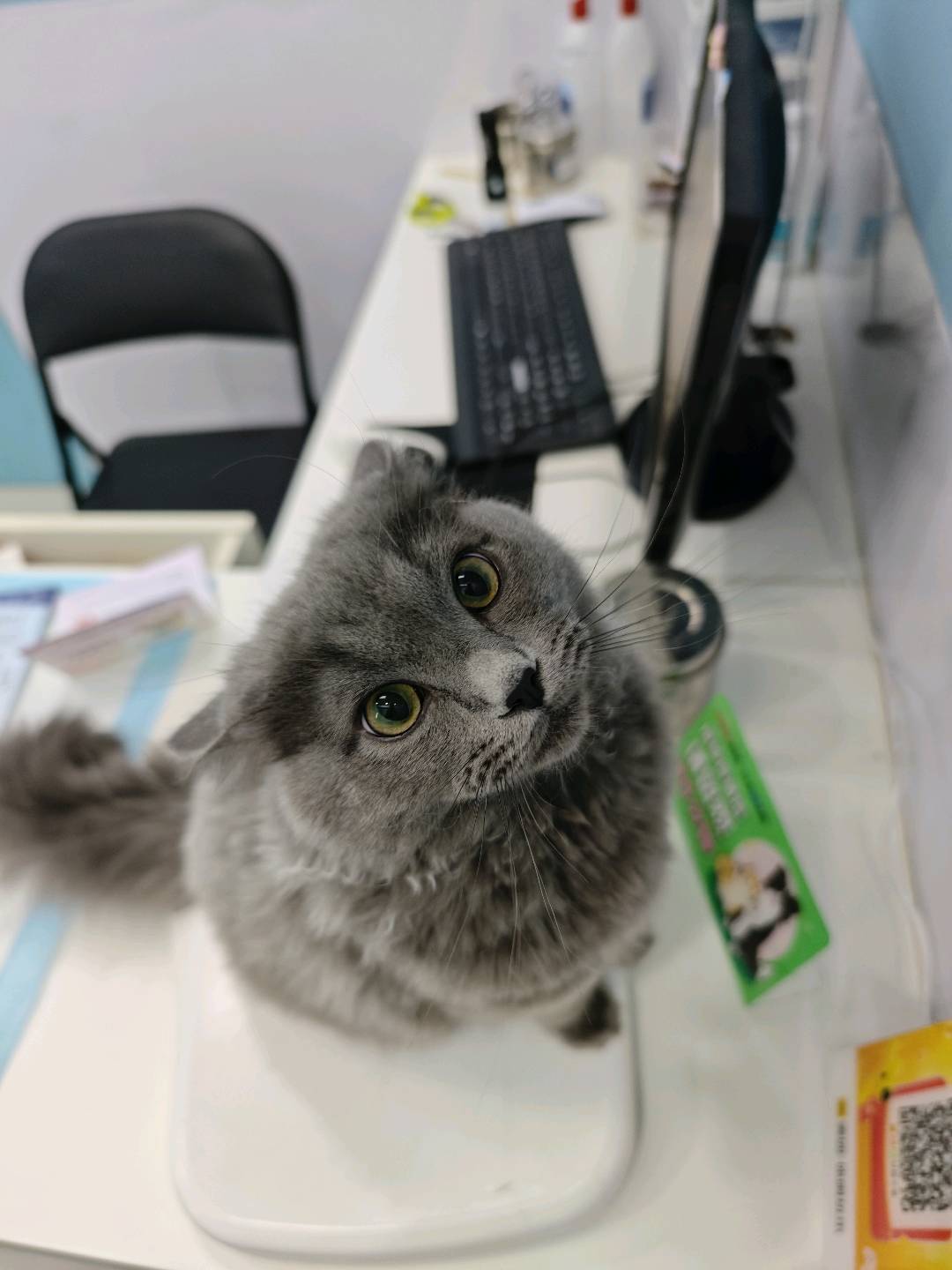 猫猫其它