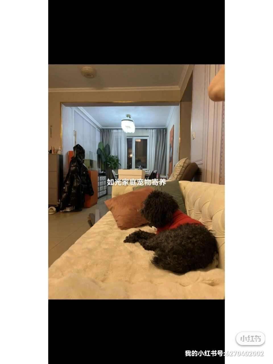宠物寄养、上门喂养（大兴机场附近。免费上门接送）
本人从小喜欢宠物，也养过猫狗，喂过流浪狗，
也在考宠物美容师证。家里目前一只橘色流浪猫，一只白色泰迪，
⭐️家