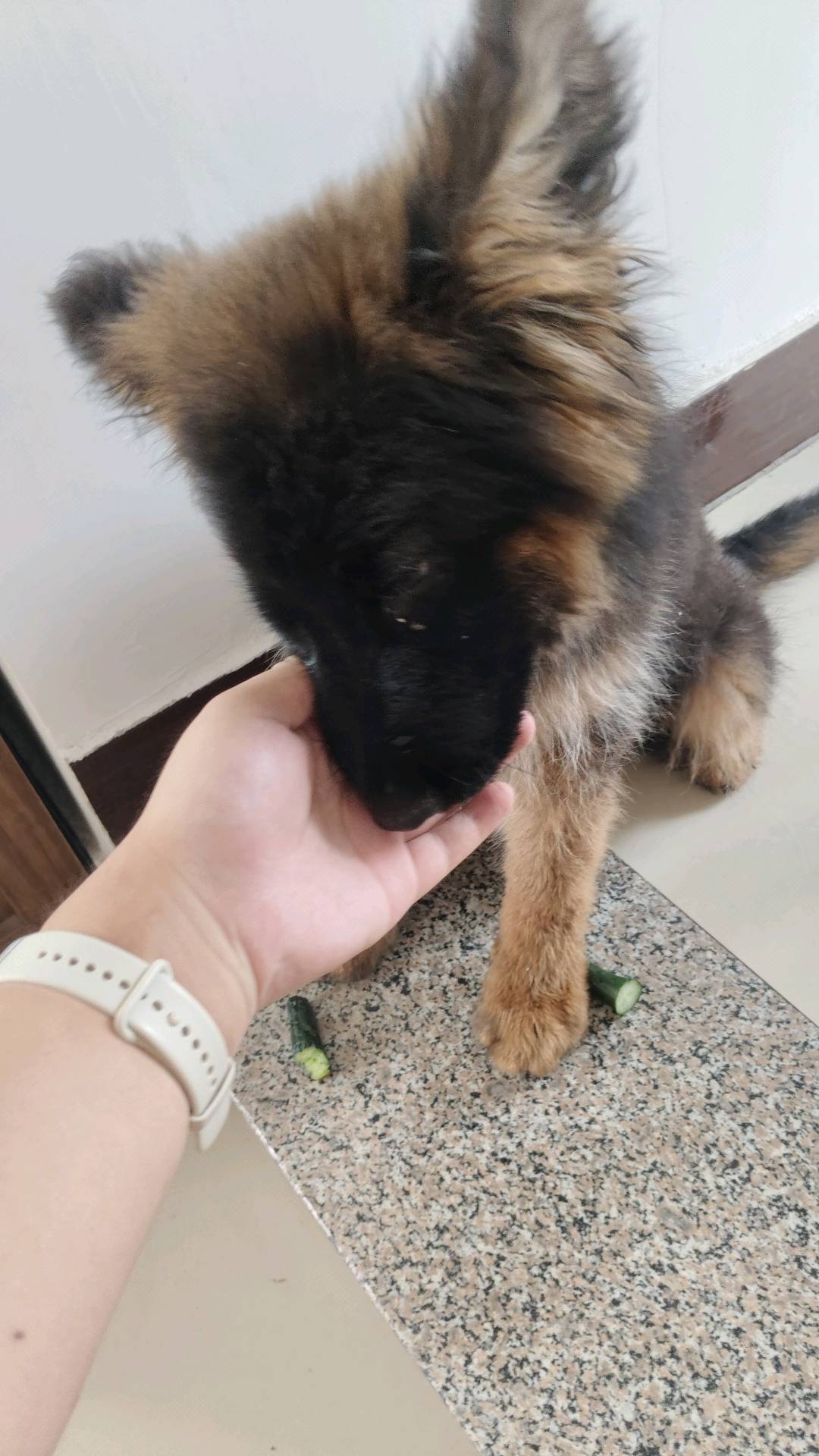 狗狗德国牧羊犬