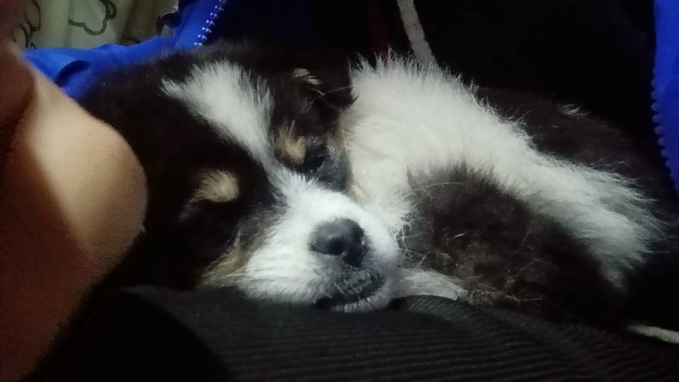 过年期间可以帮忙喂养小狗小猫，大学生有救助小猫小狗的经验。上门区域有宁夏回族自治区银川市兴庆区阅彩城附近。