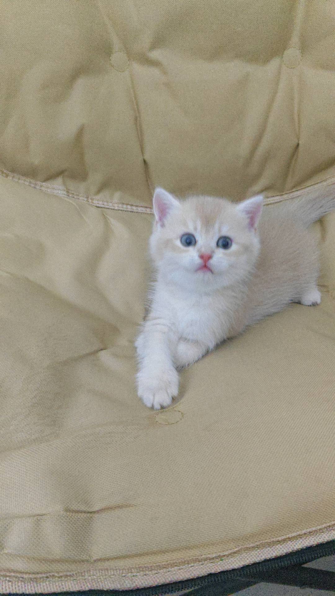 猫猫英国短毛猫