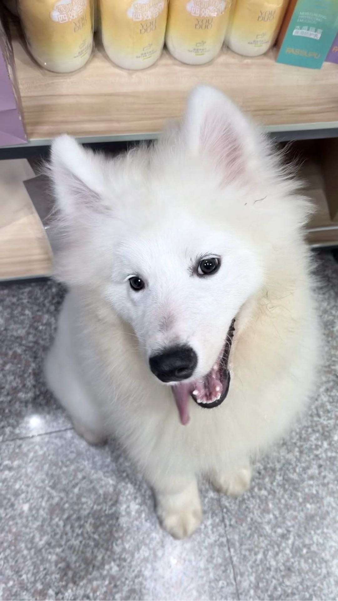 狗狗萌宠档案