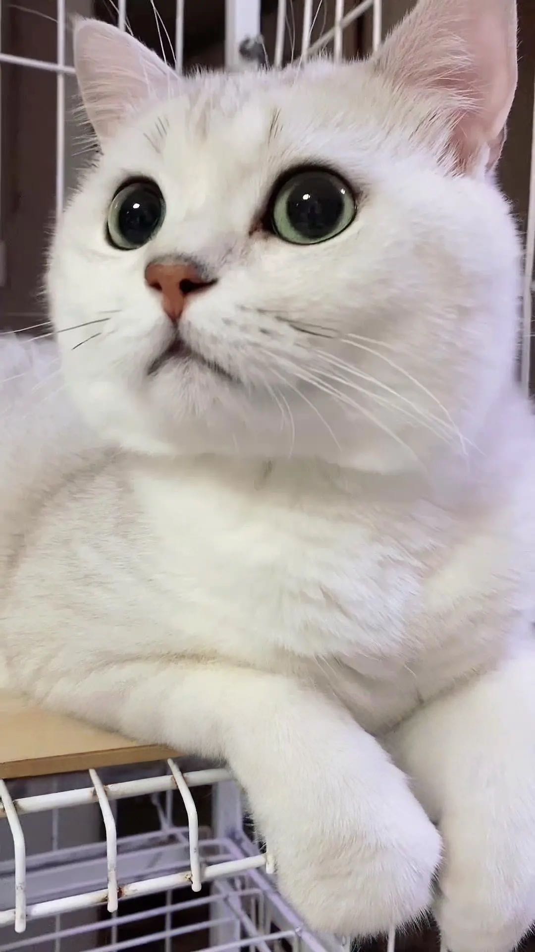 萌宠档案
