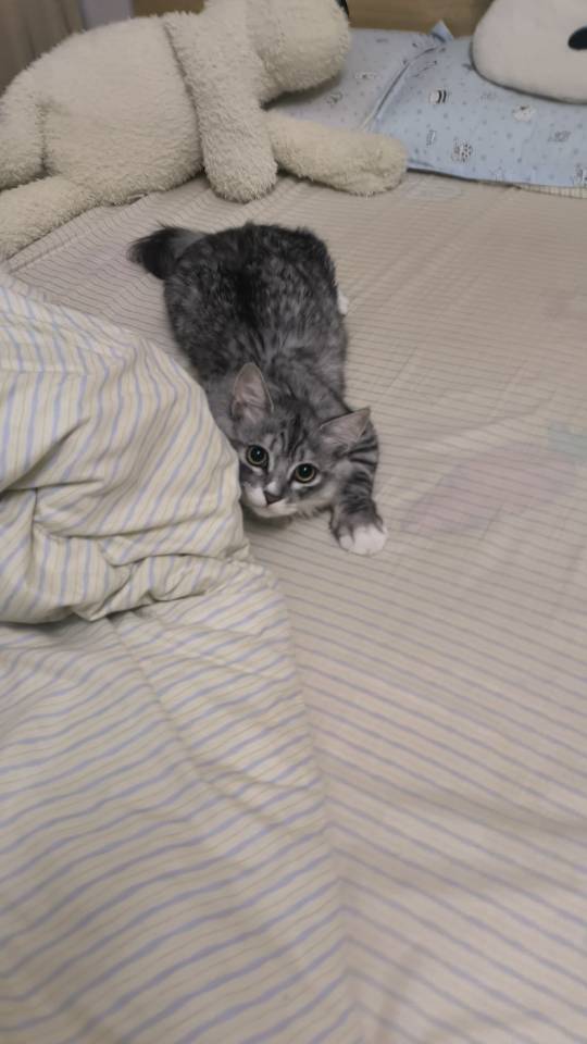 猫猫萌宠档案