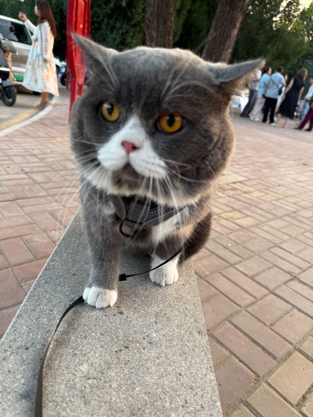 猫猫英国短毛猫