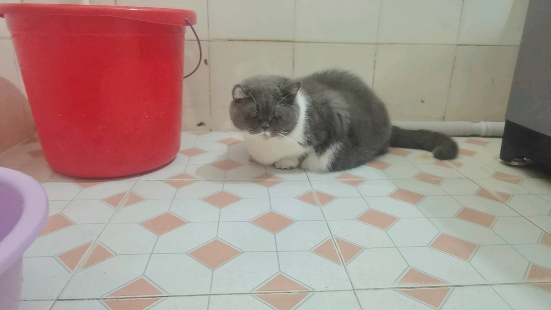 猫猫英国短毛猫