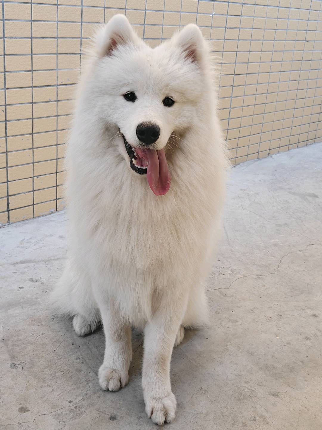 狗狗萨摩耶犬