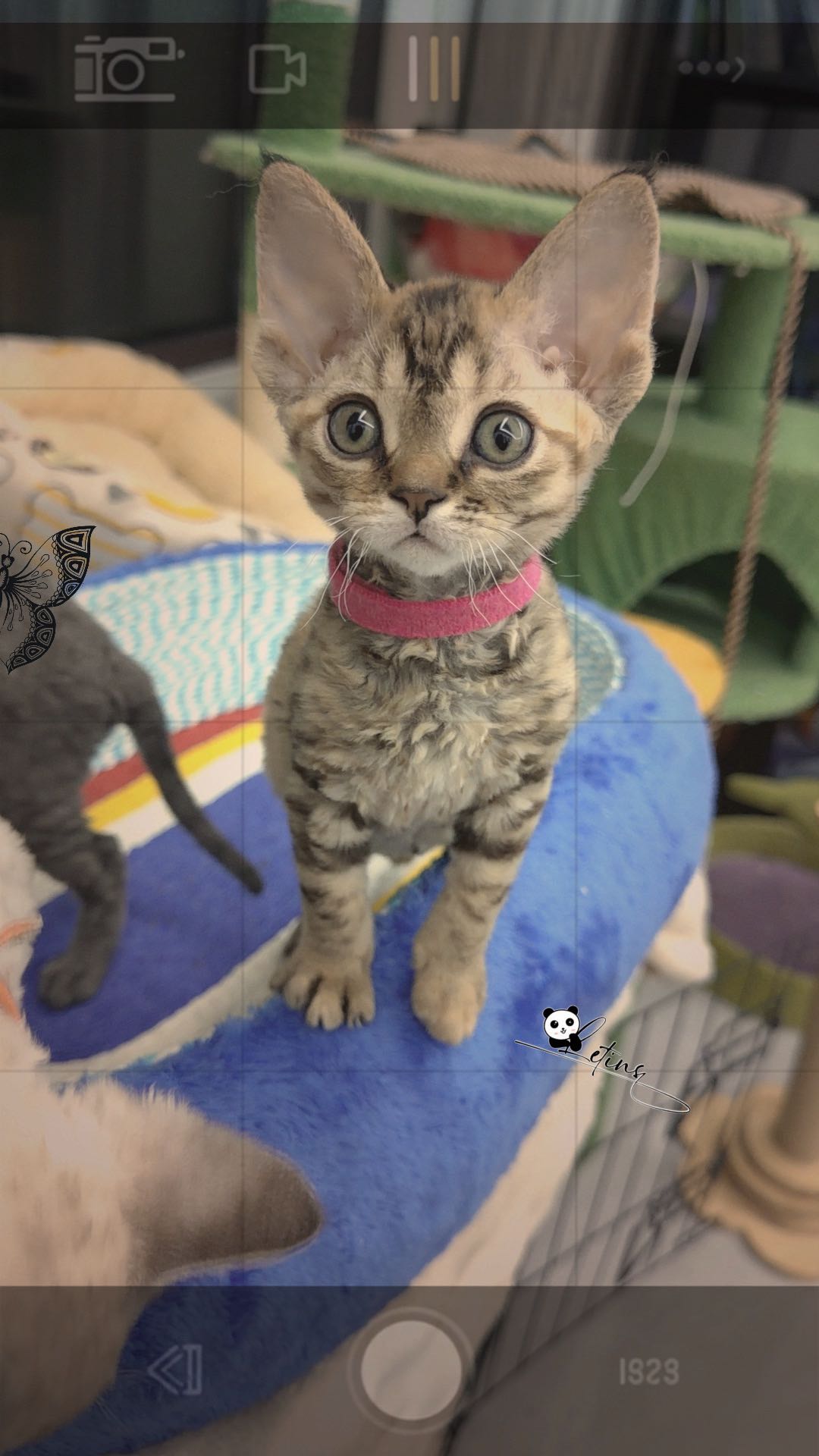 德文宝宝找家长 小猫活泼可爱健康 家养环境整洁 可上门看猫 同城可自提