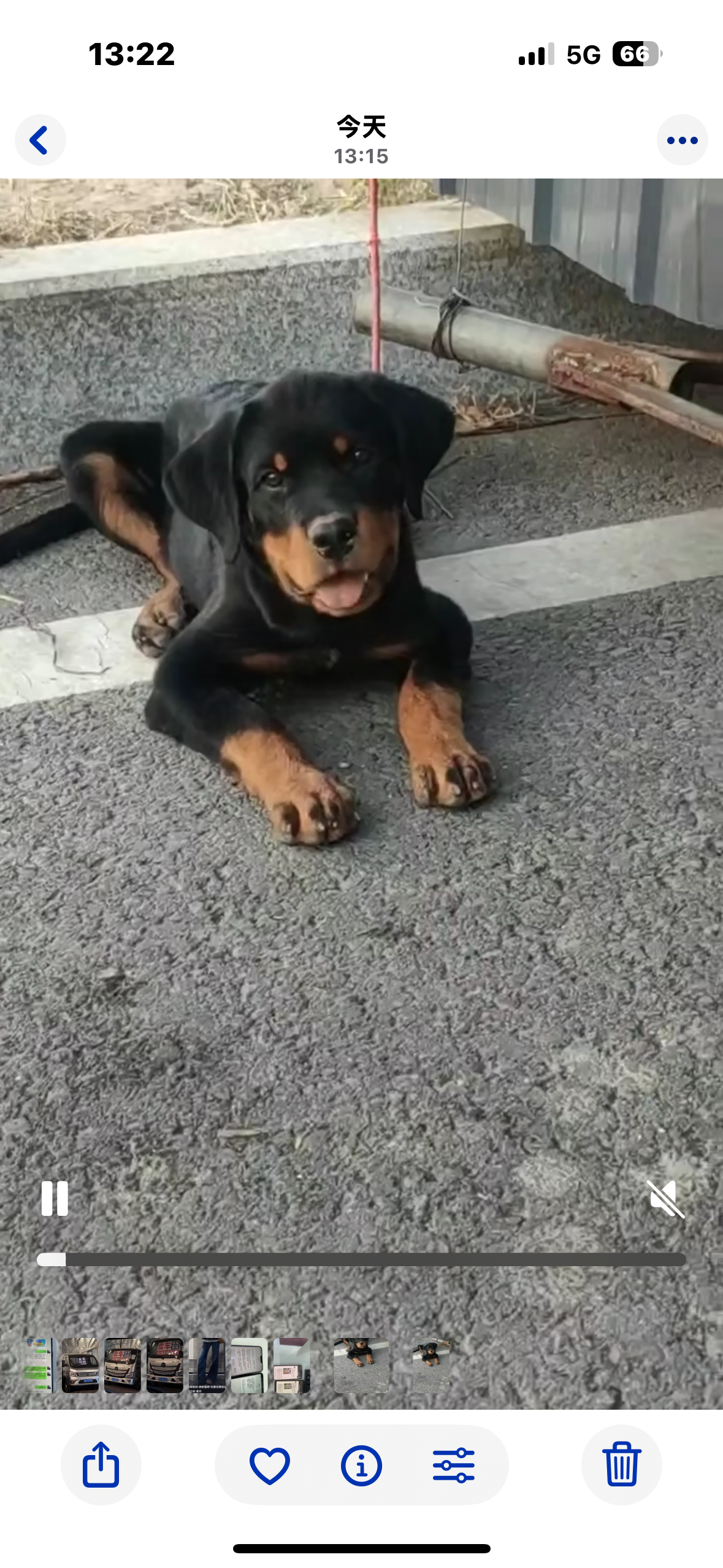 狗狗其它