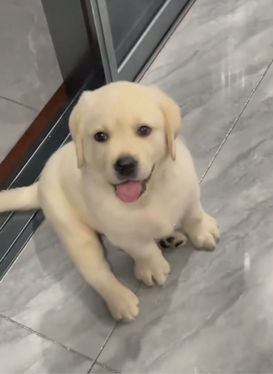 狗狗拉布拉多寻回犬