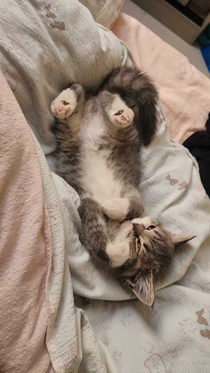 猫猫萌宠档案
