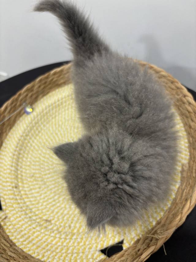 猫猫（英国短毛猫）