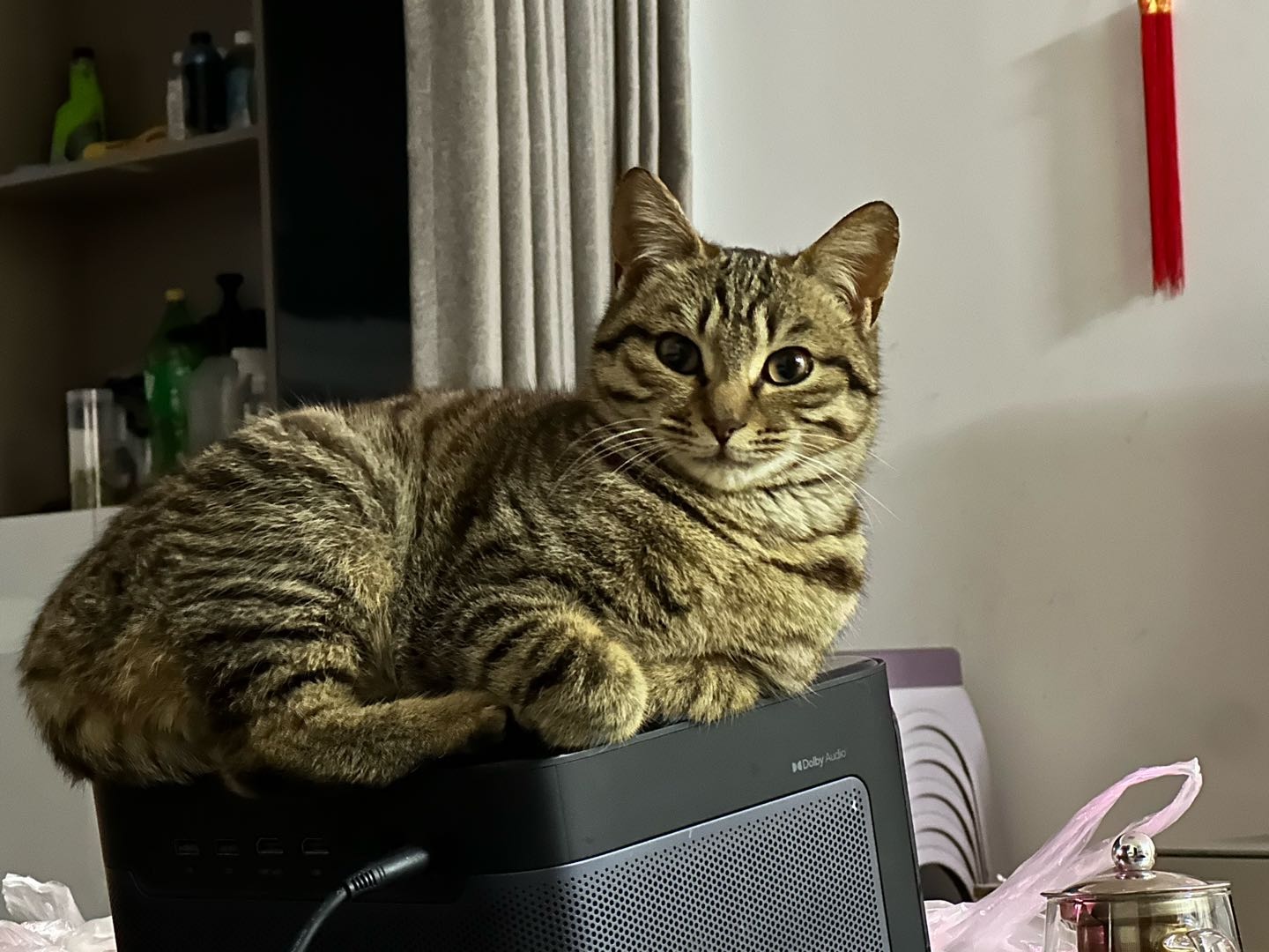狸花猫