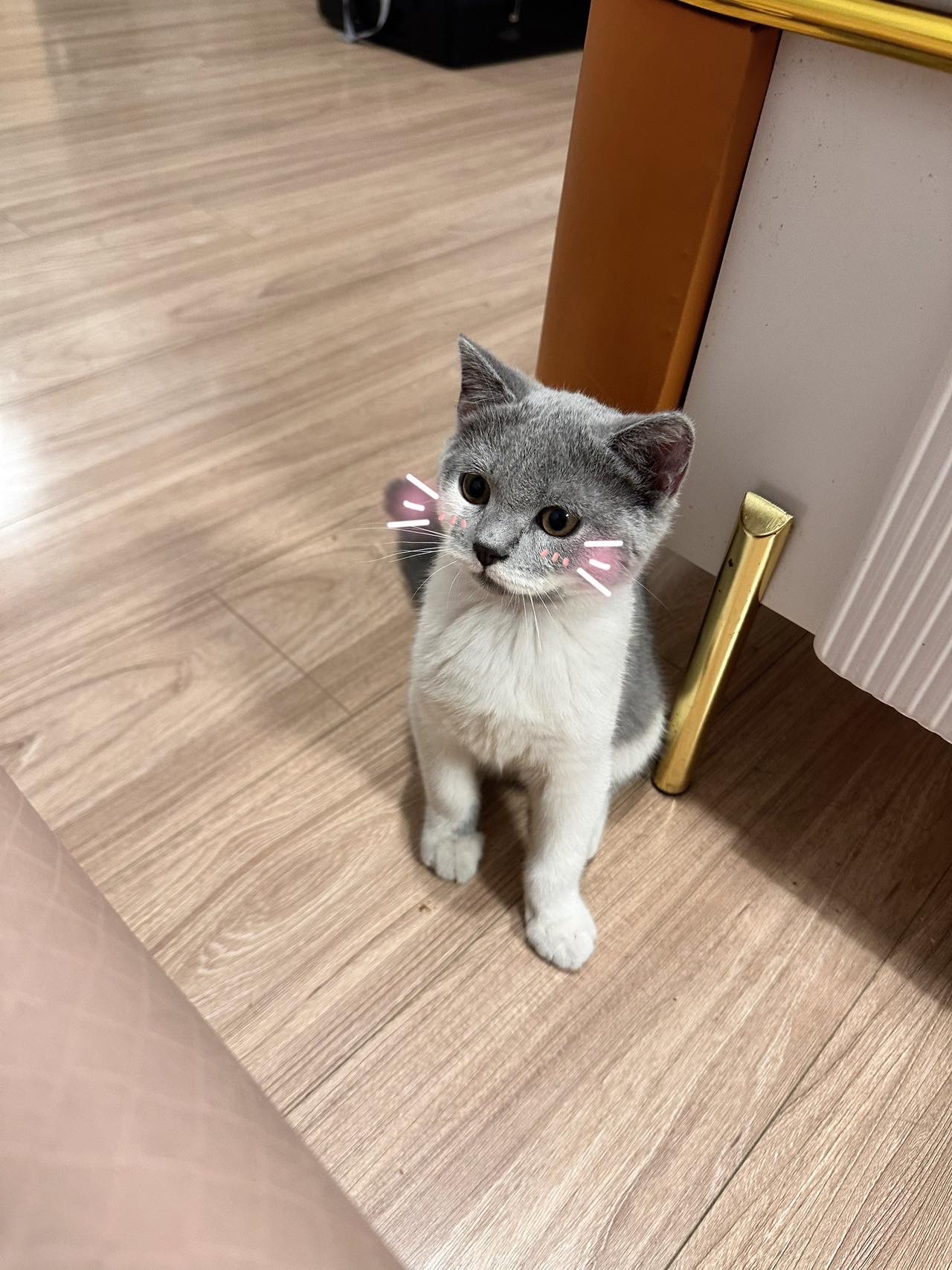 猫猫美国短毛猫