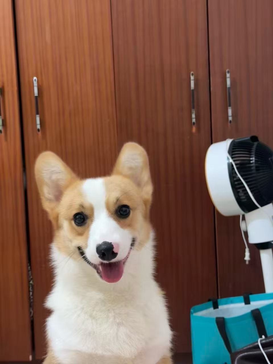 狗狗萌宠档案