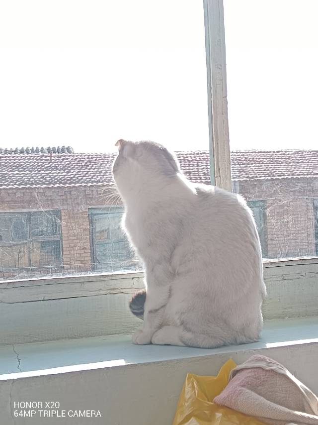 **上门遛狗喂猫