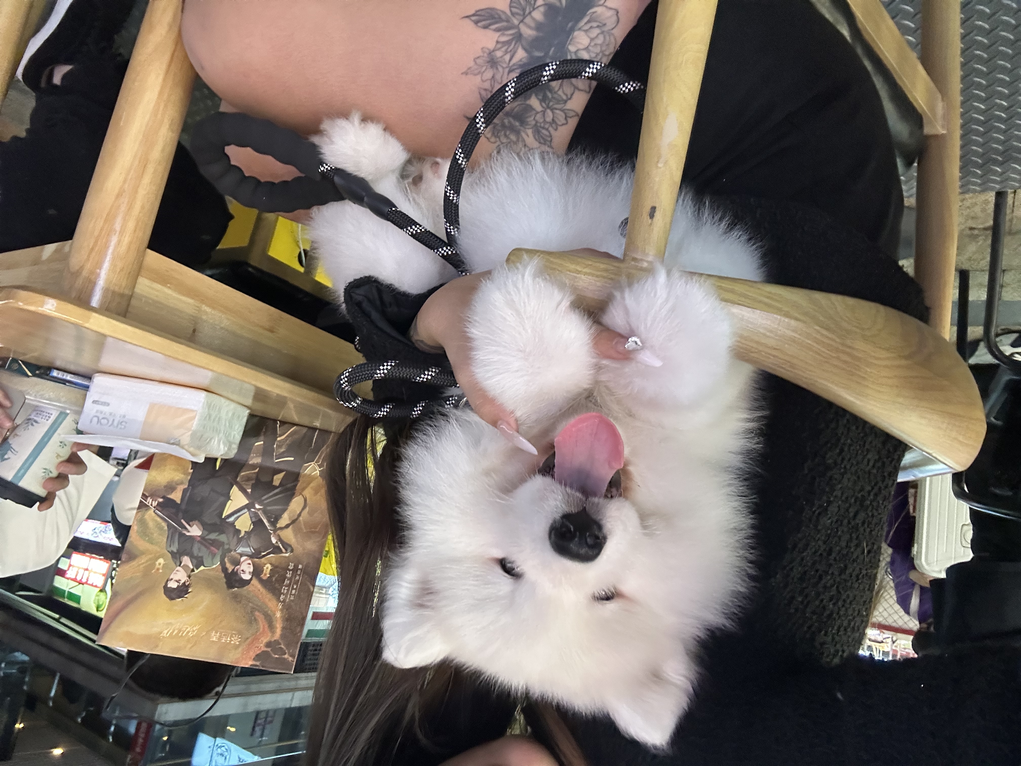 狗狗萨摩耶犬
