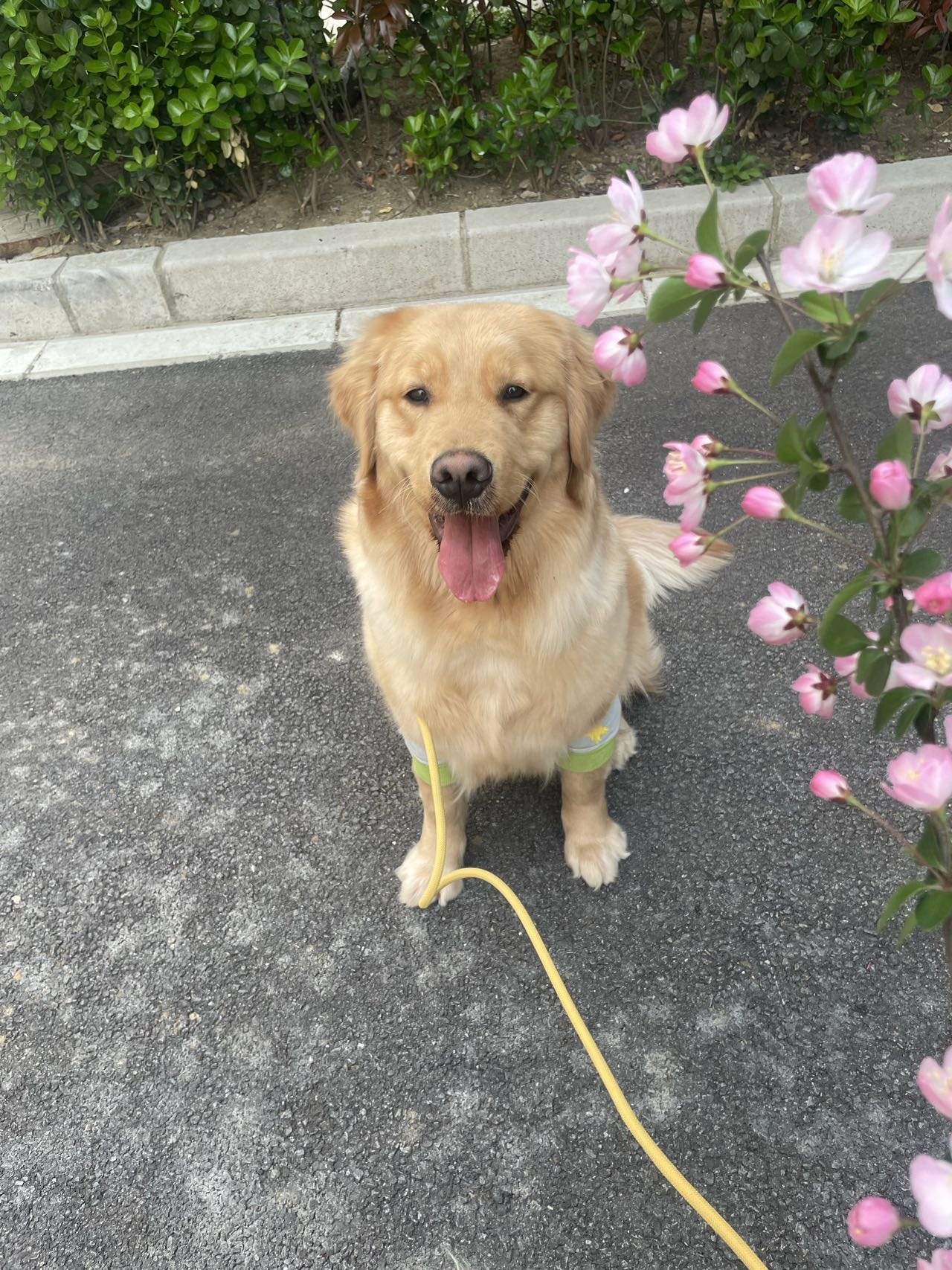 狗狗金毛犬