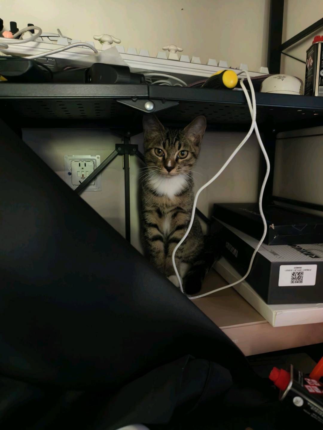 猫猫萌宠档案