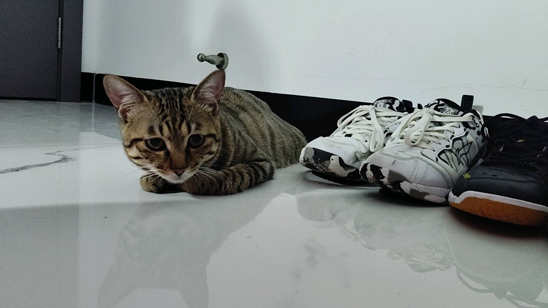 小猫因家里人不允许继续饲养，希望有人能继续给他一个家，猫咪来历正常，无疾病，脾气较大，抚摸互动易张嘴咬人，不适合新手、幼…