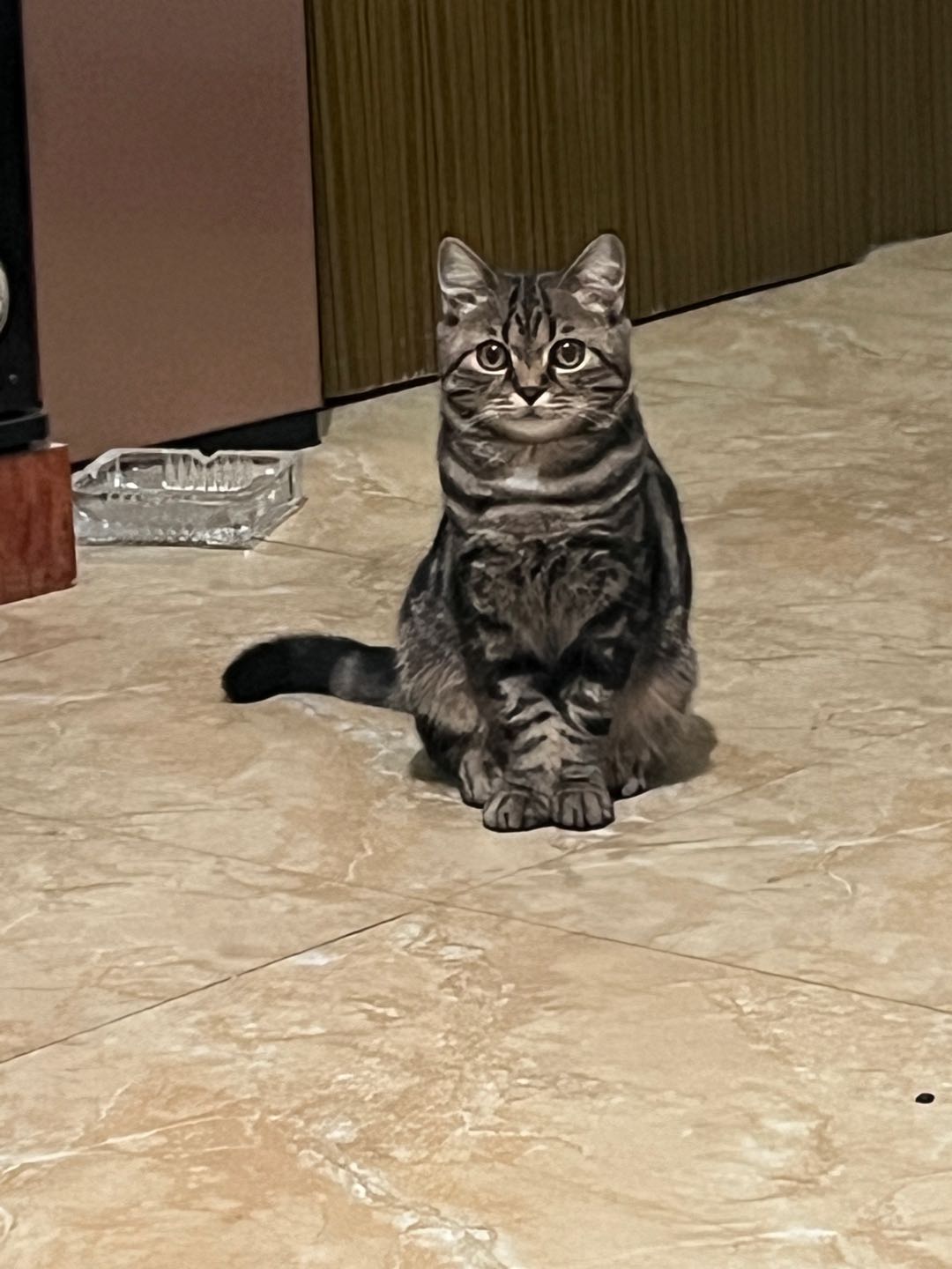 杭州上门喂猫溜狗
猫咪小狗寒假长期照顾
周一到周五中午**点到**点下午4.30后可喂
周六周日全天可喂
3公里内不加钱
5公里30一次
10公里40一次
狗狗