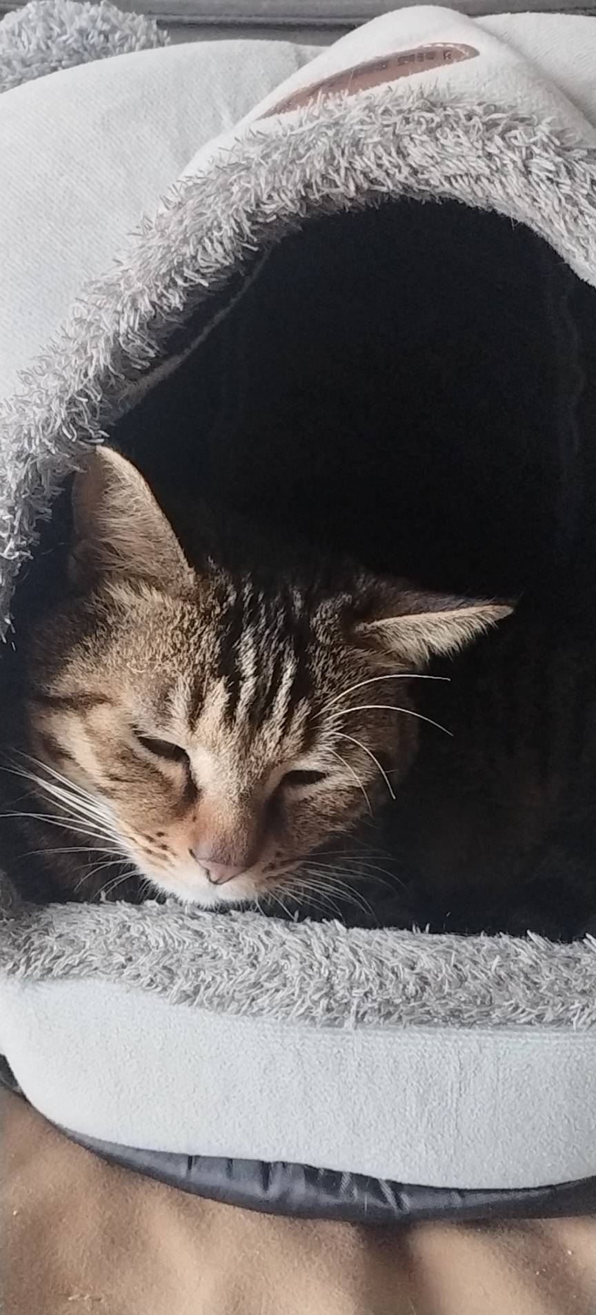 本人是专业宠物帮养师，具有非常丰富的养宠经验，帮养范围：猫、狗、猪、牛、羊、鸡、鸟、蛇、兔、鱼等，出场费50～888/次，根据品种，大小，数量不等划分，坐标成都，全成都范围可接！欢迎咨询～