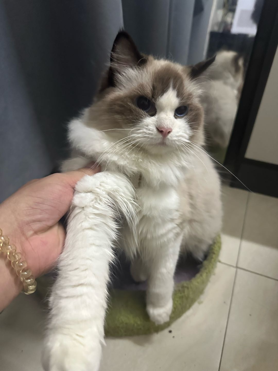 猫猫布偶猫